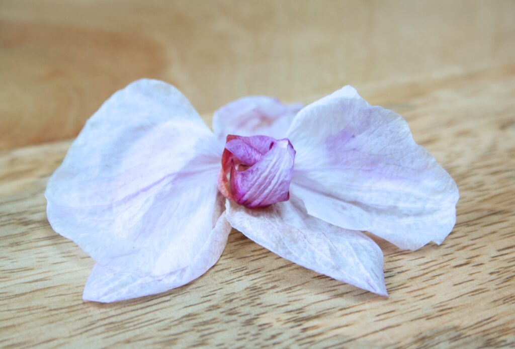 Bloem in wit en roze